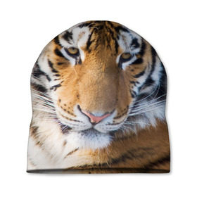 Шапка 3D с принтом Тигр в Кировске, 100% полиэстер | универсальный размер, печать по всей поверхности изделия | амурский | животные | киса | кот | котенок | кошка | пума | рысь | серый | тигр | хищник