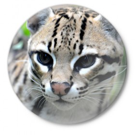 Значок с принтом Дикая кошка в Кировске,  металл | круглая форма, металлическая застежка в виде булавки | амурский | животные | киса | кот | котенок | кошка | лев | львица | пума | рысь | серый | тигр | хищник