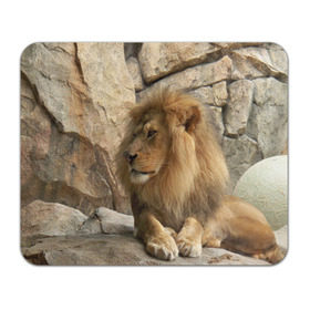 Коврик прямоугольный с принтом Лев в Кировске, натуральный каучук | размер 230 х 185 мм; запечатка лицевой стороны | амурский | животные | киса | кот | котенок | кошка | лев | львица | пума | рысь | серый | тигр | хищник