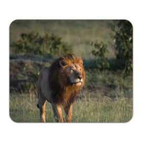 Коврик для мышки прямоугольный с принтом Лев в Кировске, натуральный каучук | размер 230 х 185 мм; запечатка лицевой стороны | амурский | животные | киса | кот | котенок | кошка | лев | львица | пума | рысь | серый | тигр | хищник