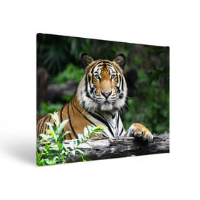 Холст прямоугольный с принтом Тигр в джунглях в Кировске, 100% ПВХ |  | амурский | животные | зверь | киса | кот | котенок | кошка | тигр | хищник