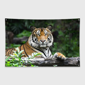 Флаг-баннер с принтом Тигр в джунглях в Кировске, 100% полиэстер | размер 67 х 109 см, плотность ткани — 95 г/м2; по краям флага есть четыре люверса для крепления | амурский | животные | зверь | киса | кот | котенок | кошка | тигр | хищник