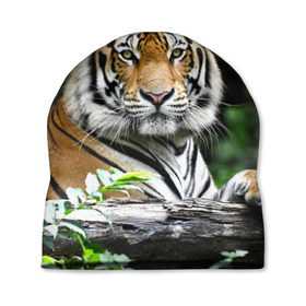Шапка 3D с принтом Тигр в джунглях в Кировске, 100% полиэстер | универсальный размер, печать по всей поверхности изделия | амурский | животные | зверь | киса | кот | котенок | кошка | тигр | хищник