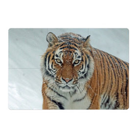 Магнитный плакат 3Х2 с принтом Тигр в Кировске, Полимерный материал с магнитным слоем | 6 деталей размером 9*9 см | амурский | животные | зверь | киса | кот | котенок | кошка | тигр | хищник
