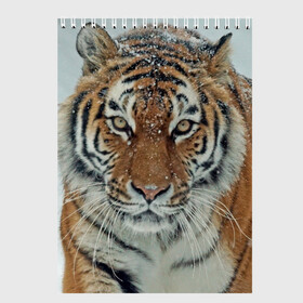 Скетчбук с принтом Тигр в Кировске, 100% бумага
 | 48 листов, плотность листов — 100 г/м2, плотность картонной обложки — 250 г/м2. Листы скреплены сверху удобной пружинной спиралью | амурский | животные | зверь | киса | кот | котенок | кошка | тигр | хищник