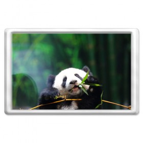 Магнит 45*70 с принтом Панда на ветке в Кировске, Пластик | Размер: 78*52 мм; Размер печати: 70*45 | животные | лес | медведь | медвежонок | панда | природа