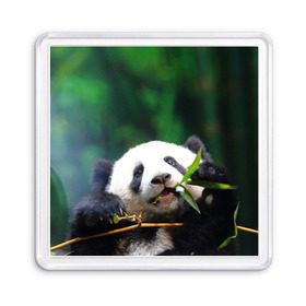 Магнит 55*55 с принтом Панда на ветке в Кировске, Пластик | Размер: 65*65 мм; Размер печати: 55*55 мм | животные | лес | медведь | медвежонок | панда | природа