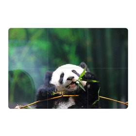 Магнитный плакат 3Х2 с принтом Панда на ветке в Кировске, Полимерный материал с магнитным слоем | 6 деталей размером 9*9 см | животные | лес | медведь | медвежонок | панда | природа