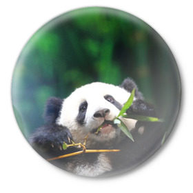 Значок с принтом Панда на ветке в Кировске,  металл | круглая форма, металлическая застежка в виде булавки | Тематика изображения на принте: животные | лес | медведь | медвежонок | панда | природа