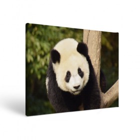 Холст прямоугольный с принтом Панда на дереве в Кировске, 100% ПВХ |  | Тематика изображения на принте: животные | лес | медведь | медвежонок | панда | природа