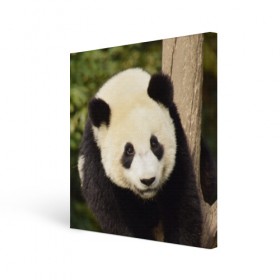 Холст квадратный с принтом Панда на дереве в Кировске, 100% ПВХ |  | животные | лес | медведь | медвежонок | панда | природа