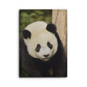 Обложка для автодокументов с принтом Панда на дереве в Кировске, натуральная кожа |  размер 19,9*13 см; внутри 4 больших “конверта” для документов и один маленький отдел — туда идеально встанут права | животные | лес | медведь | медвежонок | панда | природа