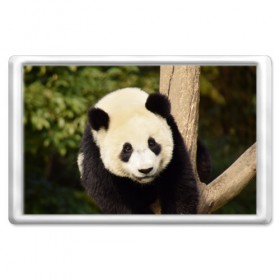 Магнит 45*70 с принтом Панда на дереве в Кировске, Пластик | Размер: 78*52 мм; Размер печати: 70*45 | животные | лес | медведь | медвежонок | панда | природа