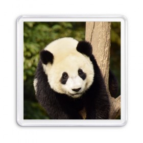 Магнит 55*55 с принтом Панда на дереве в Кировске, Пластик | Размер: 65*65 мм; Размер печати: 55*55 мм | Тематика изображения на принте: животные | лес | медведь | медвежонок | панда | природа