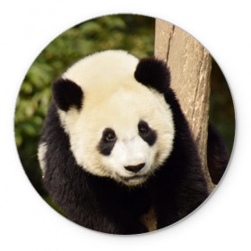Коврик круглый с принтом Панда на дереве в Кировске, резина и полиэстер | круглая форма, изображение наносится на всю лицевую часть | Тематика изображения на принте: животные | лес | медведь | медвежонок | панда | природа