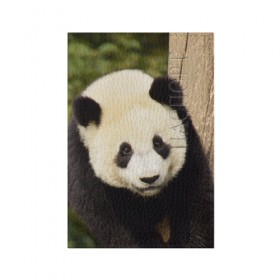 Обложка для паспорта матовая кожа с принтом Панда на дереве в Кировске, натуральная матовая кожа | размер 19,3 х 13,7 см; прозрачные пластиковые крепления | Тематика изображения на принте: животные | лес | медведь | медвежонок | панда | природа