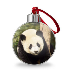 Ёлочный шар с принтом Панда на дереве в Кировске, Пластик | Диаметр: 77 мм | животные | лес | медведь | медвежонок | панда | природа