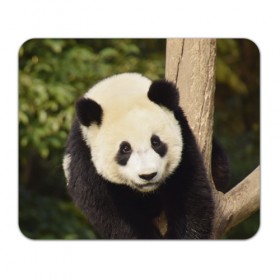 Коврик прямоугольный с принтом Панда на дереве в Кировске, натуральный каучук | размер 230 х 185 мм; запечатка лицевой стороны | Тематика изображения на принте: животные | лес | медведь | медвежонок | панда | природа