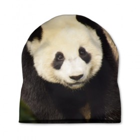 Шапка 3D с принтом Панда на дереве в Кировске, 100% полиэстер | универсальный размер, печать по всей поверхности изделия | животные | лес | медведь | медвежонок | панда | природа