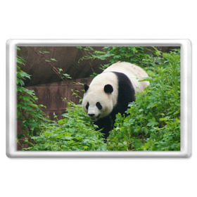 Магнит 45*70 с принтом Панда в лесу в Кировске, Пластик | Размер: 78*52 мм; Размер печати: 70*45 | животные | лес | медведь | медвежонок | панда | природа