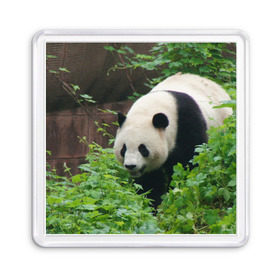 Магнит 55*55 с принтом Панда в лесу в Кировске, Пластик | Размер: 65*65 мм; Размер печати: 55*55 мм | животные | лес | медведь | медвежонок | панда | природа