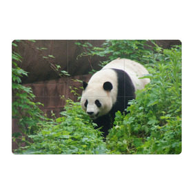 Магнитный плакат 3Х2 с принтом Панда в лесу в Кировске, Полимерный материал с магнитным слоем | 6 деталей размером 9*9 см | животные | лес | медведь | медвежонок | панда | природа
