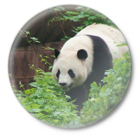 Значок с принтом Панда в лесу в Кировске,  металл | круглая форма, металлическая застежка в виде булавки | животные | лес | медведь | медвежонок | панда | природа