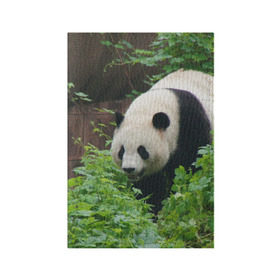 Обложка для паспорта матовая кожа с принтом Панда в лесу в Кировске, натуральная матовая кожа | размер 19,3 х 13,7 см; прозрачные пластиковые крепления | Тематика изображения на принте: животные | лес | медведь | медвежонок | панда | природа