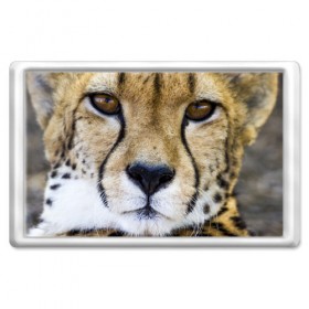 Магнит 45*70 с принтом Гепард в Кировске, Пластик | Размер: 78*52 мм; Размер печати: 70*45 | амурский | гепард | животные | зверь | киса | кот | котенок | кошка | лев | леопард | пума | рысь | серый | тигр | тигренок | хищник