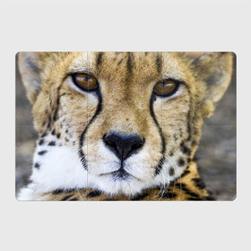 Магнитный плакат 3Х2 с принтом Гепард в Кировске, Полимерный материал с магнитным слоем | 6 деталей размером 9*9 см | амурский | гепард | животные | зверь | киса | кот | котенок | кошка | лев | леопард | пума | рысь | серый | тигр | тигренок | хищник