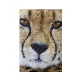 Обложка для паспорта матовая кожа с принтом Гепард в Кировске, натуральная матовая кожа | размер 19,3 х 13,7 см; прозрачные пластиковые крепления | Тематика изображения на принте: амурский | гепард | животные | зверь | киса | кот | котенок | кошка | лев | леопард | пума | рысь | серый | тигр | тигренок | хищник