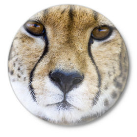 Значок с принтом Гепард в Кировске,  металл | круглая форма, металлическая застежка в виде булавки | амурский | гепард | животные | зверь | киса | кот | котенок | кошка | лев | леопард | пума | рысь | серый | тигр | тигренок | хищник