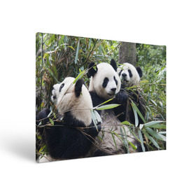 Холст прямоугольный с принтом Семейка панд в Кировске, 100% ПВХ |  | Тематика изображения на принте: бамбук | животное | зверь | косолапый | лес | медведи | медведь | миша | мишка | мишутка | млекопитающее | панда | природа | трое
