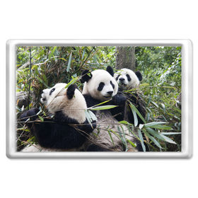 Магнит 45*70 с принтом Семейка панд в Кировске, Пластик | Размер: 78*52 мм; Размер печати: 70*45 | Тематика изображения на принте: бамбук | животное | зверь | косолапый | лес | медведи | медведь | миша | мишка | мишутка | млекопитающее | панда | природа | трое