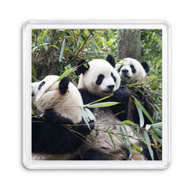 Магнит 55*55 с принтом Семейка панд в Кировске, Пластик | Размер: 65*65 мм; Размер печати: 55*55 мм | Тематика изображения на принте: бамбук | животное | зверь | косолапый | лес | медведи | медведь | миша | мишка | мишутка | млекопитающее | панда | природа | трое