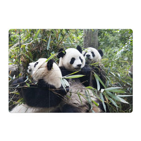 Магнитный плакат 3Х2 с принтом Семейка панд в Кировске, Полимерный материал с магнитным слоем | 6 деталей размером 9*9 см | бамбук | животное | зверь | косолапый | лес | медведи | медведь | миша | мишка | мишутка | млекопитающее | панда | природа | трое