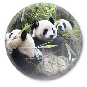 Значок с принтом Семейка панд в Кировске,  металл | круглая форма, металлическая застежка в виде булавки | Тематика изображения на принте: бамбук | животное | зверь | косолапый | лес | медведи | медведь | миша | мишка | мишутка | млекопитающее | панда | природа | трое
