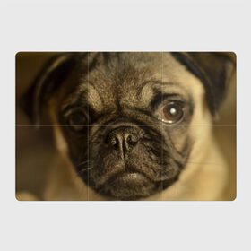 Магнитный плакат 3Х2 с принтом Мопс в Кировске, Полимерный материал с магнитным слоем | 6 деталей размером 9*9 см | бульдог | мопс | мопсик | мопсы | пес | песик | песики | собака | собаки | собачка