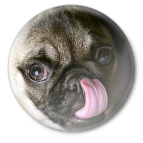 Значок с принтом Мопс в Кировске,  металл | круглая форма, металлическая застежка в виде булавки | бульдог | мопс | мопсик | мопсы | пес | песик | песики | собака | собаки | собачка
