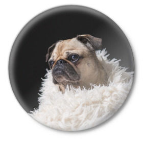 Значок с принтом Мопс в Кировске,  металл | круглая форма, металлическая застежка в виде булавки | бульдог | мопс | мопсик | мопсы | пес | песик | песики | собака | собаки | собачка