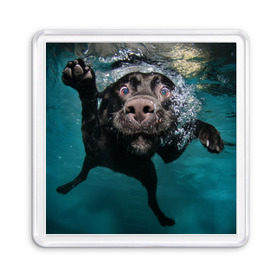 Магнит 55*55 с принтом Пес дайвер в Кировске, Пластик | Размер: 65*65 мм; Размер печати: 55*55 мм | вода | гребет | дайвер | животное | купается | лапы | нос | пес | плавец | плывет | под водой | прикольный | пузыри | смешной | собака | щенок
