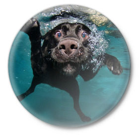 Значок с принтом Пес дайвер в Кировске,  металл | круглая форма, металлическая застежка в виде булавки | Тематика изображения на принте: вода | гребет | дайвер | животное | купается | лапы | нос | пес | плавец | плывет | под водой | прикольный | пузыри | смешной | собака | щенок