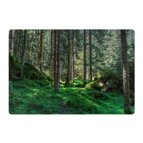 Магнитный плакат 3Х2 с принтом Темный лес в Кировске, Полимерный материал с магнитным слоем | 6 деталей размером 9*9 см | Тематика изображения на принте: бор | деревья | ель | ельник | заповедник | камни | красивый | лес | лето | мох | мрачный | прекрасный | природа | флора | чудесный