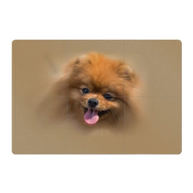 Магнитный плакат 3Х2 с принтом Шпиц в Кировске, Полимерный материал с магнитным слоем | 6 деталей размером 9*9 см | shpic | животные | мордочка | пёс | рыжий | собака | собачка | язык