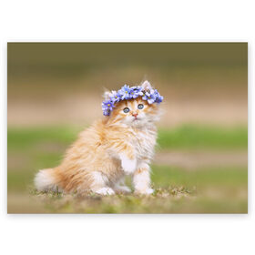 Поздравительная открытка с принтом Веночек в Кировске, 100% бумага | плотность бумаги 280 г/м2, матовая, на обратной стороне линовка и место для марки
 | василёк | венок | котёнок | кошка | цветок