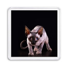 Магнит 55*55 с принтом сфинкс в Кировске, Пластик | Размер: 65*65 мм; Размер печати: 55*55 мм | cat | голубые глаза | кот | котик | котэ | кошка | сфинкс | черный