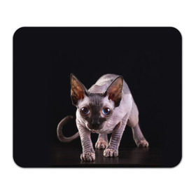 Коврик прямоугольный с принтом сфинкс в Кировске, натуральный каучук | размер 230 х 185 мм; запечатка лицевой стороны | cat | голубые глаза | кот | котик | котэ | кошка | сфинкс | черный