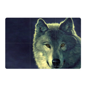 Магнитный плакат 3Х2 с принтом Серый волк в Кировске, Полимерный материал с магнитным слоем | 6 деталей размером 9*9 см | Тематика изображения на принте: аука | бирюк | волк | волчара | волчица | волчок | глаза | животное | животные | зверь | зеленые | койот | млекопитающее | нос | санитар леса | серый | уши | фауна | фон | хищник | черный | шакал | шерсть