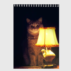Скетчбук с принтом Истории в Кировске, 100% бумага
 | 48 листов, плотность листов — 100 г/м2, плотность картонной обложки — 250 г/м2. Листы скреплены сверху удобной пружинной спиралью | cat | kitty | животные | киса | кот | котенок | котэ | кошка