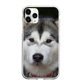 Чехол для iPhone 11 Pro матовый с принтом Хаски в Кировске, Силикон |  | волк | маламут | собака | хаски | щенок